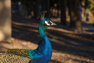 Ornamental park and peacock in the Filerimos Cross area on the island of Rhodes in Greece