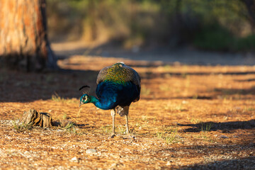Ornamental park and peacock in the Filerimos Cross area on the island of Rhodes in Greece