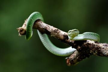 Obraz premium green caterpillar on a branch