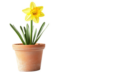 Flower in a pot transparent background