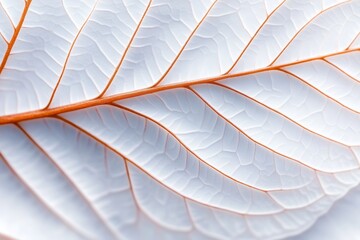 Obraz premium A close-up view of a white leaf with subtle textures and intricate vein patterns. The contrasting orange veins create an elegant visual against a light background