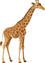 Side view of giraffe standing on white background © frrlbt