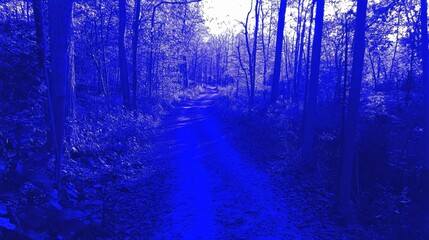Fototapeta premium Enigmatic Blue Forest Path, Surreal Nature Trail Scene