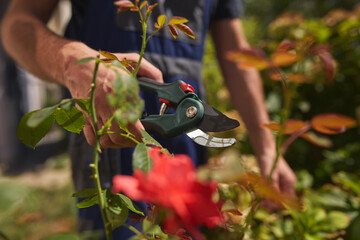 Gardener using pruning shears, taking care of roses and plants.