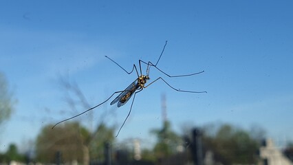 Close-up of a huge mosquito, butterfly, cockroach on a car windshield window and blurred natural background, showing the large black wings and long legs of the insect in a serene outdoor setting © Dan & Beka journey