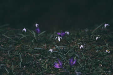 crocuses bloom high in the mountains in spring
