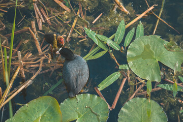 ducks swim in the lake
