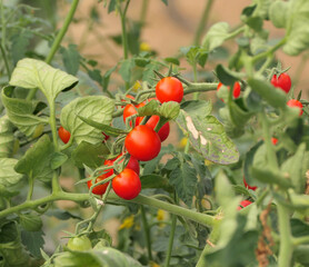 Tomatoes fruit growing on vine in garden