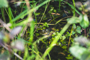 ducks swim in the lake

