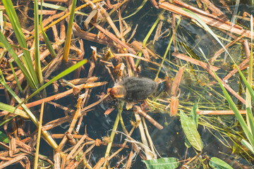 ducks swim in the lake
