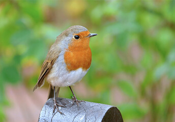 Robin bird perched with green background