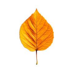 Closeup of an Autumn Maple Leaf with Vibrant Orange and Yellow Hues
