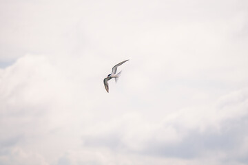 a seagull flying low over the water to catch fish

