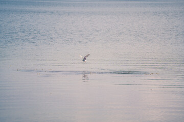 a seagull flying low over the water to catch fish
