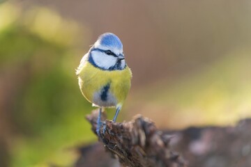  A cute blue tit sits on a piece of tree bark. Cyanistes caeruleus.  A titmouse in the nature habitat.  