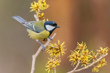 Parus major. Portrait of a cute titmouse. Wildlife scene with a tit. A great tit tit sitting on the flowering twig.