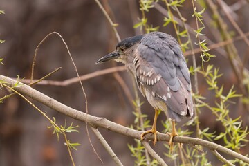 A female Black-crowned night heron sits on the branch. Nycticorax nycticorax. Wildlife scene from european nature.