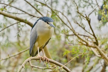 A male Black-crowned night heron sits on the branch. Nycticorax nycticorax. Wildlife scene from...