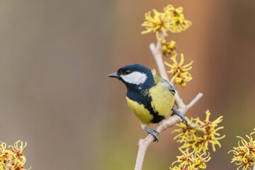 Obraz premium Parus major. Portrait of a cute titmouse. Wildlife scene with a tit. A great tit tit sitting on the flowering twig.