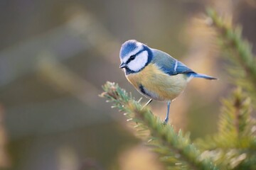 A cute blue tit sits on a spruce twig. A titmouse in the nature habitat.  Cyanistes caeruleus