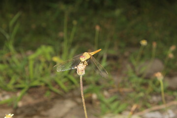 dragonfly on the leaf