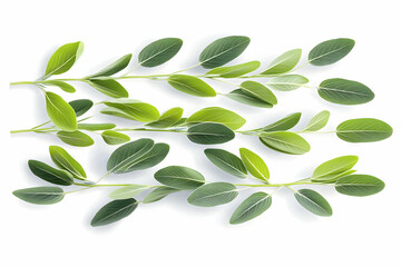 Naklejka premium Green leaves, branches, nature, spring, flat lay, white background, botanical illustration, design element