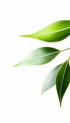 Fototapeta premium Lush green leaves against white background, nature detail, perfect for eco-friendly designs or health publications
