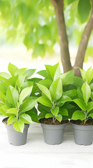 Fototapeta premium Three potted plants, vibrant green leaves, outdoor garden setting, sunlight dappled background, ideal for gardening or home decor