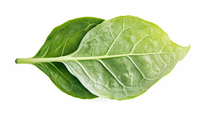 Obraz premium Two green leaves overlapping, isolated on white background; perfect for health, nature, or eco-friendly designs