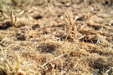 Close-up of dry, golden straw stubble in a field after harvest.  Sunlight illuminates the texture.