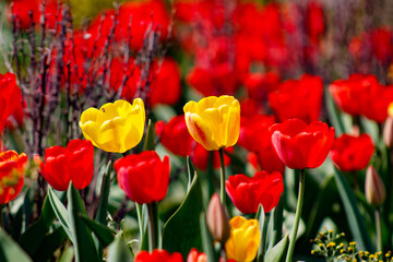 A field of red and yellow tulips in a field of flowers