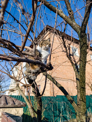 A cat sitting in a tree in front of a brick building