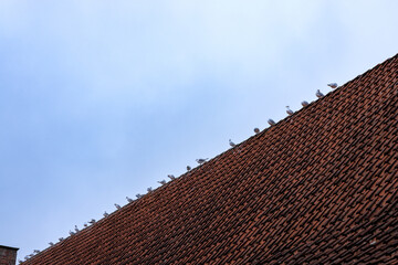 Pigeons sitting on the ridge of a tiled roof against the sky