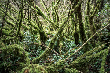 Fototapeta premium Mossy Forest in Mount Olympus National Park, Greece