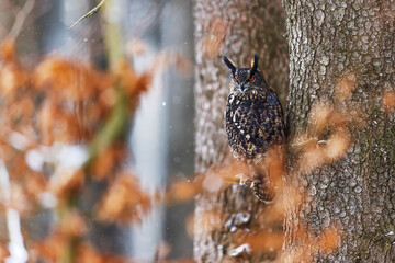 male Eurasian eagle-owl (Bubo bubo) sitting in a tree in the winter forest