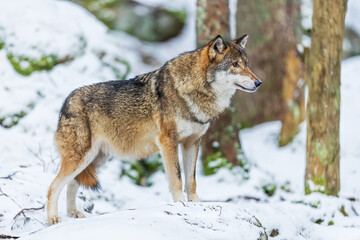male Eurasian wolf (Canis lupus lupus) in the winter forest