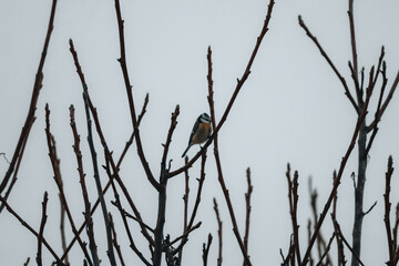 Bird on tree