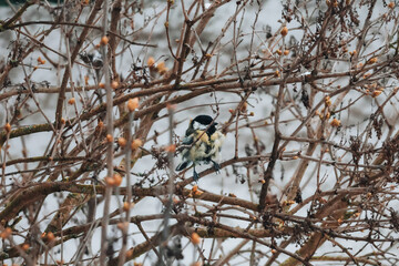 Fototapeta premium bird on a tree