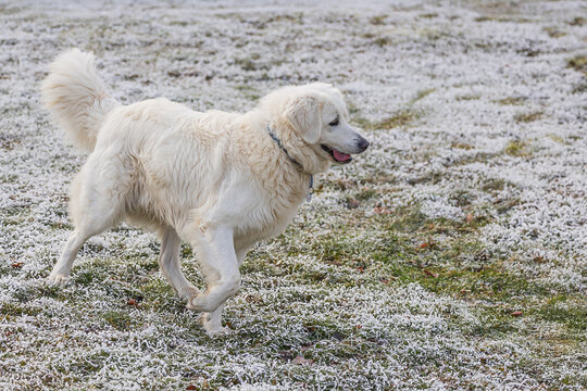 The Slovak Cuvac is a Slovak breed of dog.