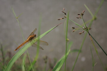 dragonfly on the leaf
