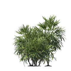 Rhapis excelsa, Lady palm, Bamboo palm, evergreen, small tree, bush, light for daylight, easy to use, 3d render, isolated