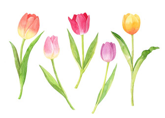 Obraz premium Tulip watercolor hand drawn illustration