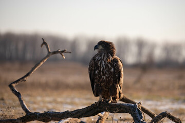juvenile white tailed eagle - Haliaeetus albicilla - sitting on a branch
