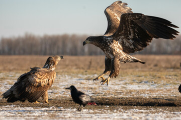 a white tailed eagle landing next to another one