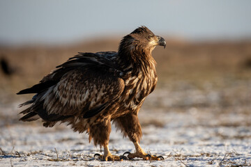 Fototapeta premium portrait of a white tailed eagle sitting on the ground