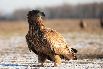 side portrait of a juvenile white tailed eagle