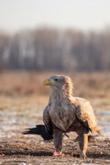 portrait of a beautiful adult white tailed eagle