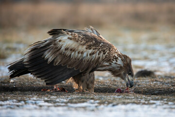 juvenile white tailed eagle eating the prey