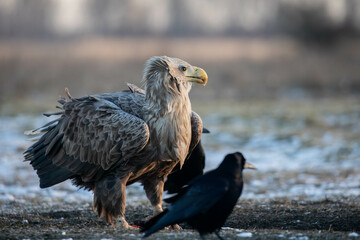 adult white tailed eagle and some crows