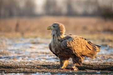 adult white tailed eagle with prey